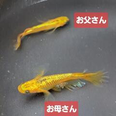 ‪🔆‬ サンシャインメダカ春生まれ10匹＋‪α⑤‪🔆‬の画像