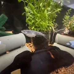 メダカ 稚魚の画像