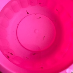 メダカ 稚魚の画像