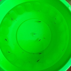 メダカ 稚魚の画像