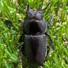 新成虫コクワガタペアの画像