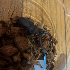 国産ノコギリクワガタ　♂ 単品の画像