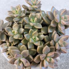 育てやすい多肉植物の画像