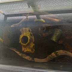 ミナミヌマエビの画像