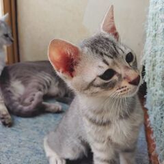 【里親募集】3/17生まれのサバ虎の男の子②