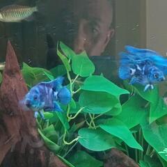熱帯魚　ブルーデンプシー　3匹の画像