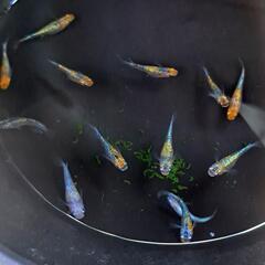 🌱‬草餅めだか春生まれ10匹‪②🌱‬の画像