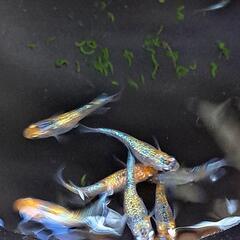 🌱‬草餅めだか春生まれ10匹‪②🌱‬の画像
