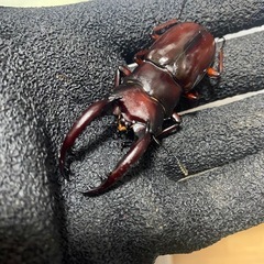 ③フォルスターニシ♂の画像