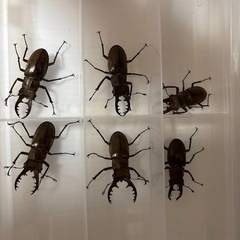 ミヤマクワガタ WD ♂♀ペア 宮城県産の画像