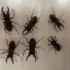 ミヤマクワガタ WD ♂♀ペア 宮城県産の画像