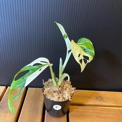 モンステラ アダンソニー マドカズラ写真から1株（斑入）の画像