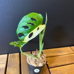 モンステラ アダンソニー マドカズラ写真から1株（斑入）の画像