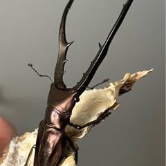 かいはる様引き取り　メタリフェルホソアカクワガタ♂88 ㍉♀フリーサイズ2頭トリオの画像