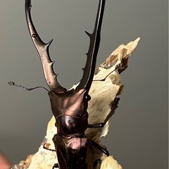 かいはる様引き取り　メタリフェルホソアカクワガタ♂88 ㍉♀フリーサイズ2頭トリオの画像