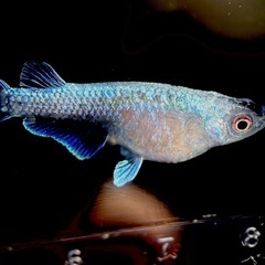ミッドナイトフリル体外光　卵50個　夢中メダカ様血統　の画像