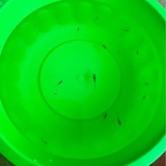 メダカ稚魚の画像