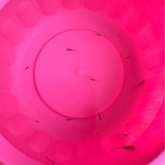 メダカ稚魚の画像