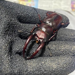 ④フォルスターニシ♂の画像