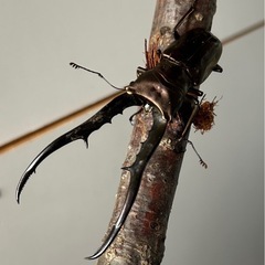 メタリフェルホソアカクワガタ♂90㍉♀フリーサイズ2頭トリオの画像