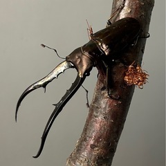 メタリフェルホソアカクワガタ♂90㍉♀フリーサイズ2頭トリオの画像
