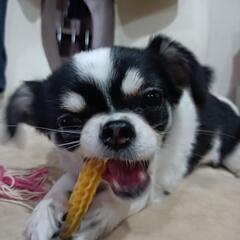 犬 ペット おやつ 賞味期限2025.07　の画像