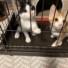 超かわいい〜♡白黒と茶白3ヶ月兄弟男の子