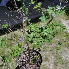 サンショウの木（鉢植え）の画像