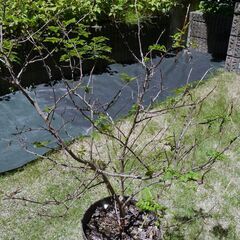 サンショウの木（鉢植え）の画像