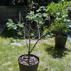 サンショウの木（鉢植え）の画像