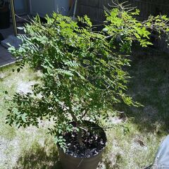 サンショウの木（鉢植え）の画像