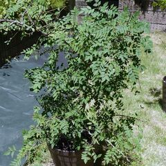 サンショウの木（鉢植え）の画像