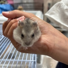 ブルーサファイアハムスター