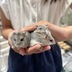 ランキングキーワードに紐づく投稿画像-ハムスター