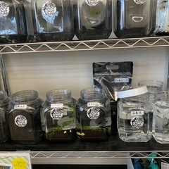 追記　宇部新鮮館厚南店　メダカ　めだかの画像