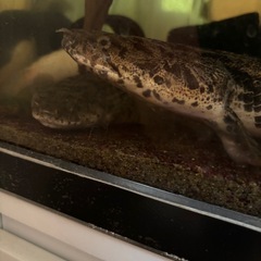 [現在取引進行中］　熱帯魚　ポリプテルス　エンドリケリー　フラワートーマン　差し上げます。の画像