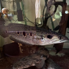 [現在取引進行中］　熱帯魚　ポリプテルス　エンドリケリー　フラワートーマン　差し上げます。の画像