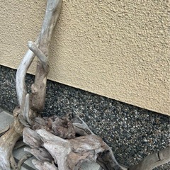 水槽用流木 自然なデザイン3本の画像