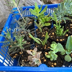 多肉植物 観葉植物 植物 多肉 一つ¥150の画像