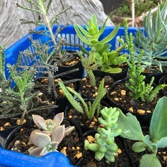 多肉植物 観葉植物 植物 多肉 一つ¥150の画像