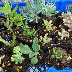 多肉植物 観葉植物 植物 多肉 一つ¥150の画像