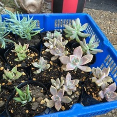 多肉植物 観葉植物 植物 多肉 一つ¥150の画像