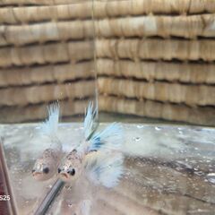 クラウンテール オスの画像