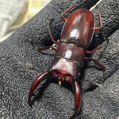 ⑤フォルスターニシ♂の画像