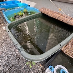 メダカミックスの画像