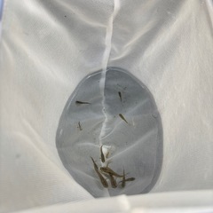 メダカミックスの画像