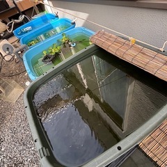 メダカミックスの画像