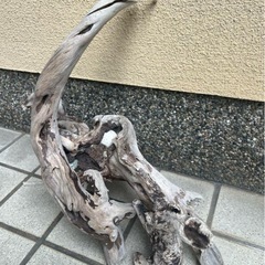 水槽用流木 自然な形状3本の画像