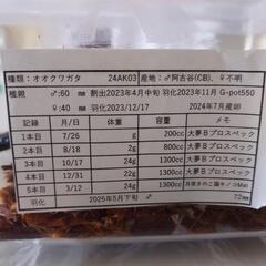 オオクワガタをお譲りします。の画像