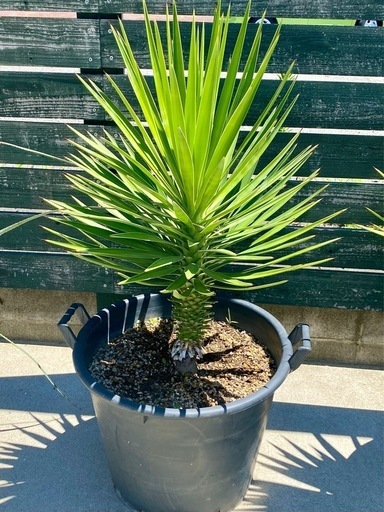 南国ムンムン　ユッカ　幹立ち　Yucca aloifolia　ロックガーデン 、ドライガーデン、カルフォルニアガーデンスタイル